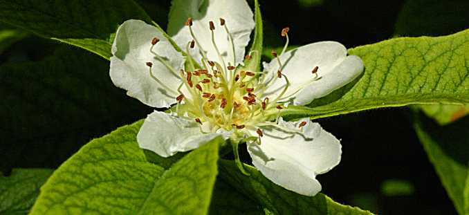 معرفی و راهنمای پرورش درختان میوه - ازگیل